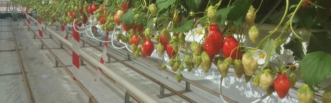 fraise