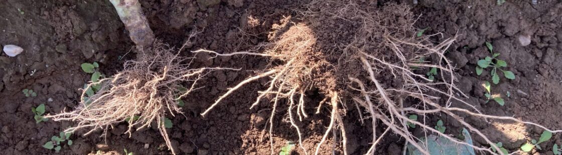 CLIMATVEG – tâche 2.4